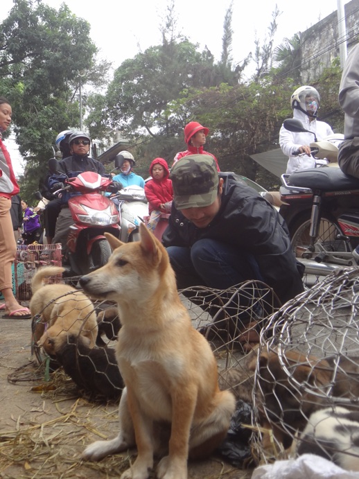 doc dao cho phien giua long ha noi