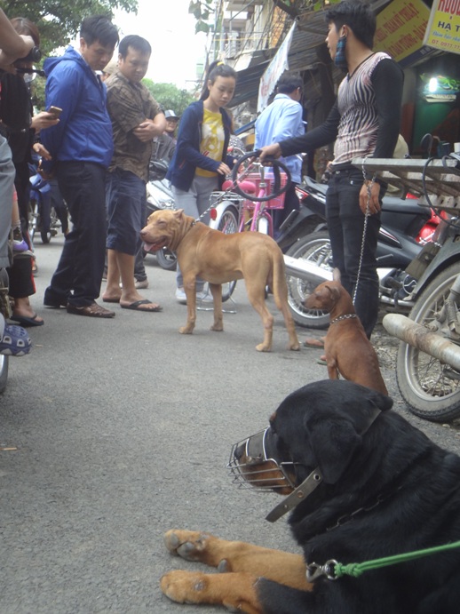 doc dao cho phien giua long ha noi