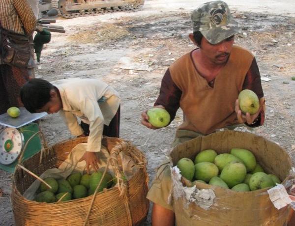 xoai nhap lau tang manh do vuong quy dinh kiem dich thuc vat