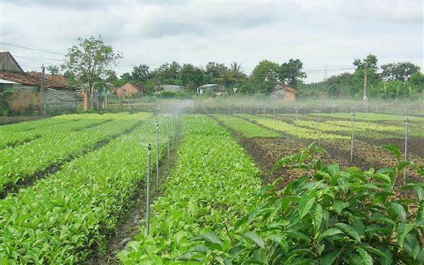 hon 25000 ty dong de khac phuc hau qua do el nino