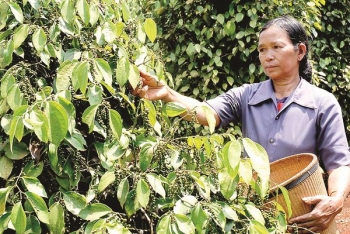 Xuất khẩu tiêu, điều, cao su: &quot;Nỗi buồn&quot; riêng trong niềm vui chung