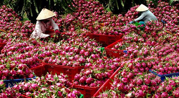 tang truong xuat khau rau qua nam nay chua bang 14 nam truoc