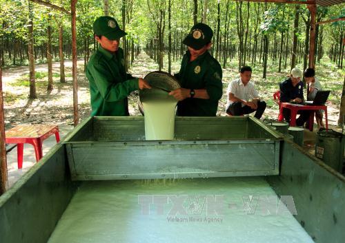 nam 2019 gia cao su van bien dong kho luong