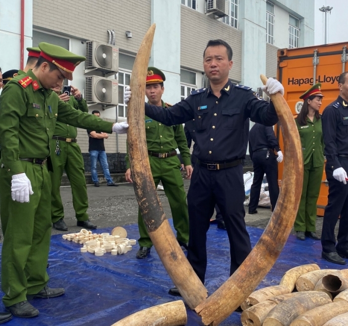 Hình ảnh vụ bắt giữ khoảng 7 tấn ngà voi nhập lậu tại cảng Hải Phòng