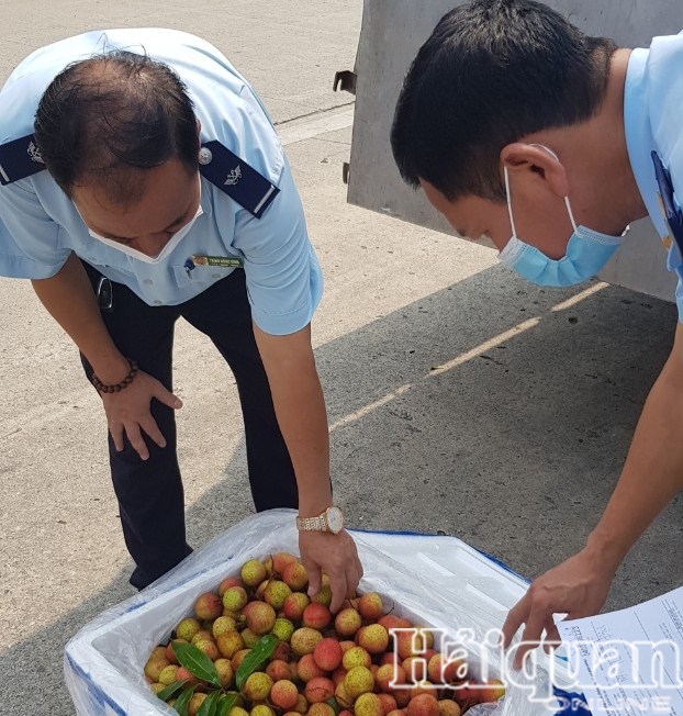 Hình ảnh Hải quan Lào Cai thông quan hơn 7.000 tấn vải thiều