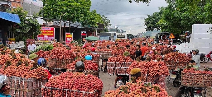 Lào Cai: Thông quan hơn 17.000 tấn quả đặc sản của Bắc Giang, Hải Dương