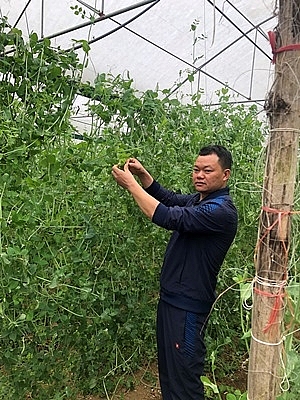 sang tuoi vung cao tu von tin dung chinh sach