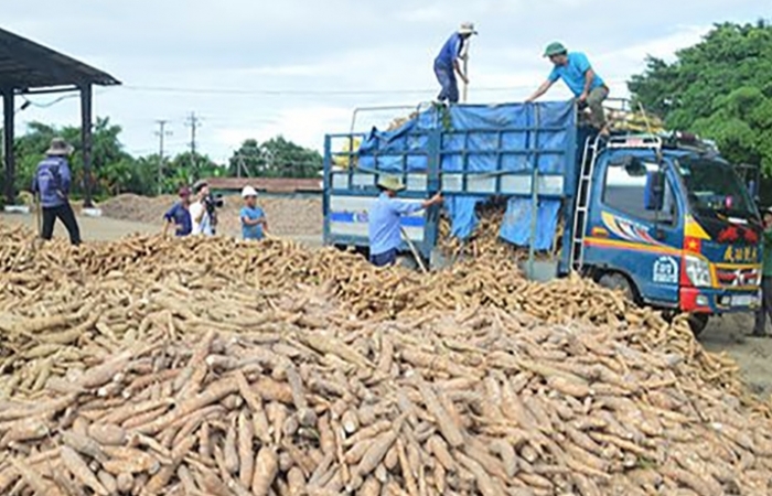 Tháo gỡ vướng mắc thủ tục hoàn thuế GTGT cho doanh nghiệp xuất khẩu sắn