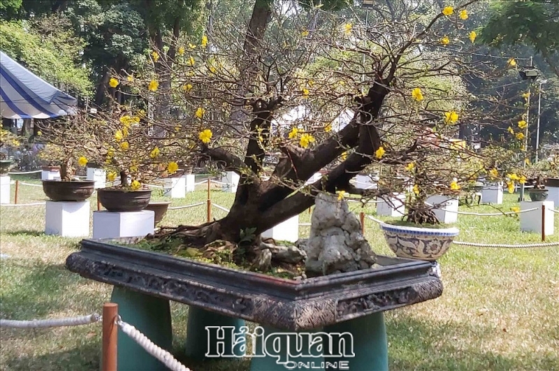 nguoi dan sai gon no nuc den hoi hoa xuan thuong lam