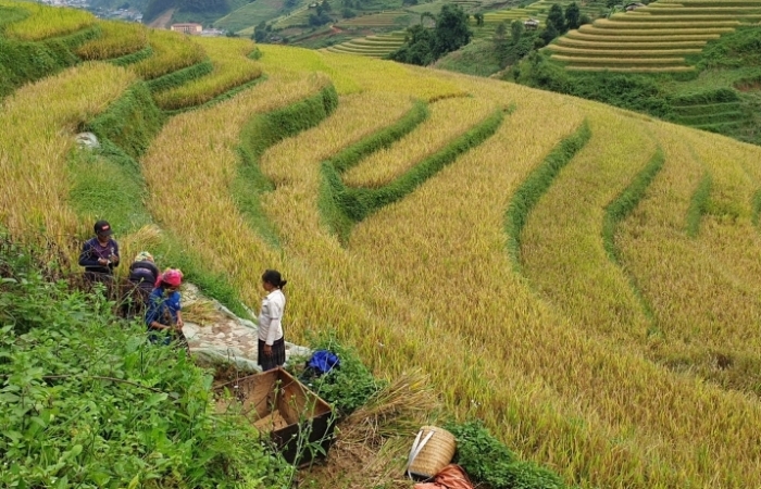 Lữ hành Saigontourist khai trương chùm tour "Mùa vàng đất Việt"