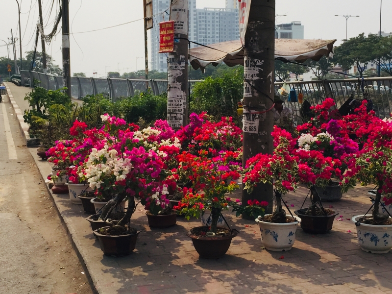 sac xuan tren ben binh dong