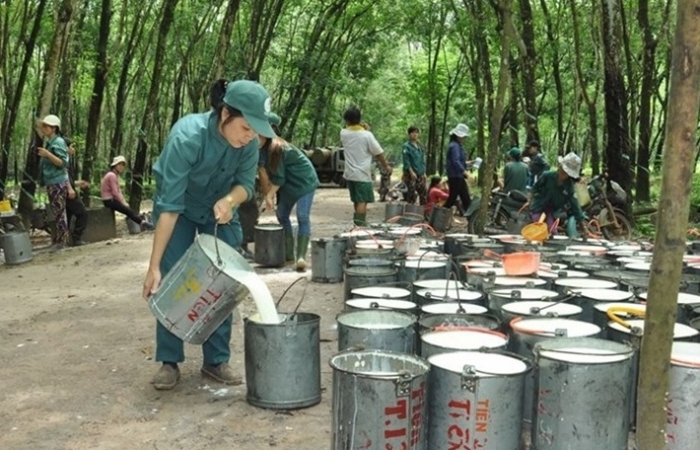 Xuất khẩu cao su tăng vùn vụt vẫn âu lo vì phụ thuộc Trung Quốc