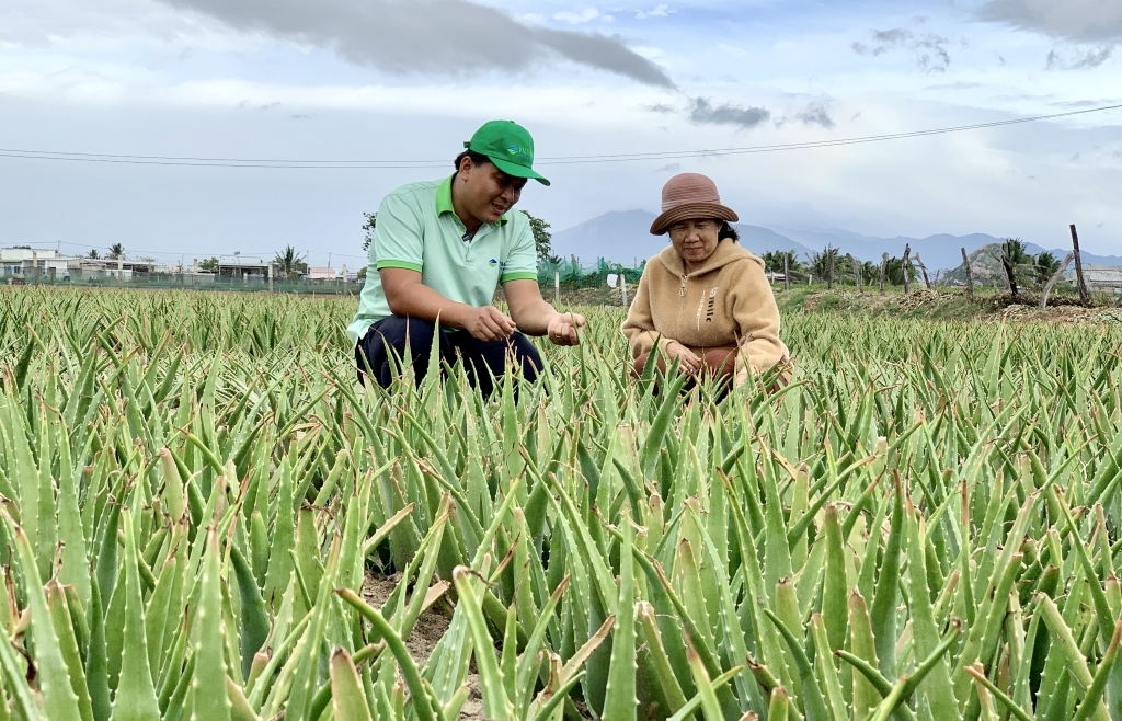 Liên kết đưa nông sản ra thế giới