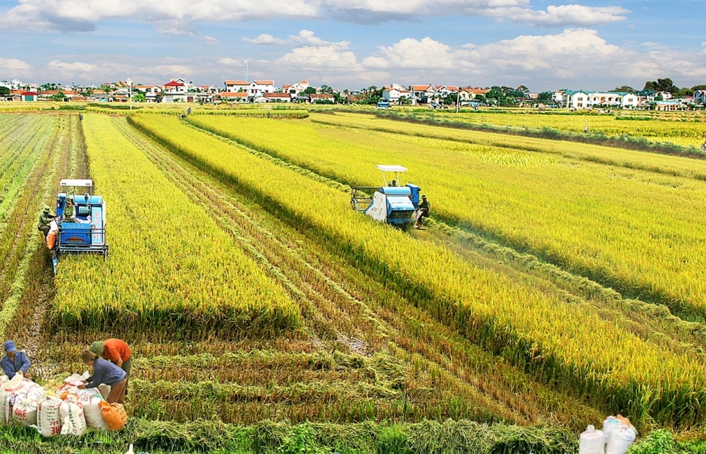 Chưa có cơ sở pháp lý về nghĩa vụ tài chính khi chuyển từ đất trồng lúa sang đất trồng cây lâu năm