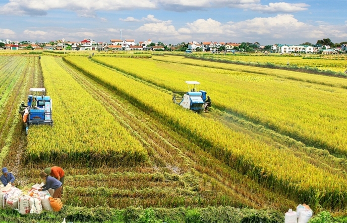 Chưa có cơ sở pháp lý về nghĩa vụ tài chính khi chuyển từ đất trồng lúa sang đất trồng cây lâu năm