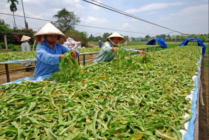 Chi hỗ trợ phát triển vùng dược liệu quý tại miền núi