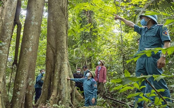 Quy định quản lý, sử dụng kinh phí phát triển lâm nghiệp bền vững