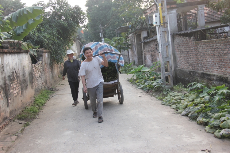 lang la dong trang cat hoi ha thu hoach phuc vu tet