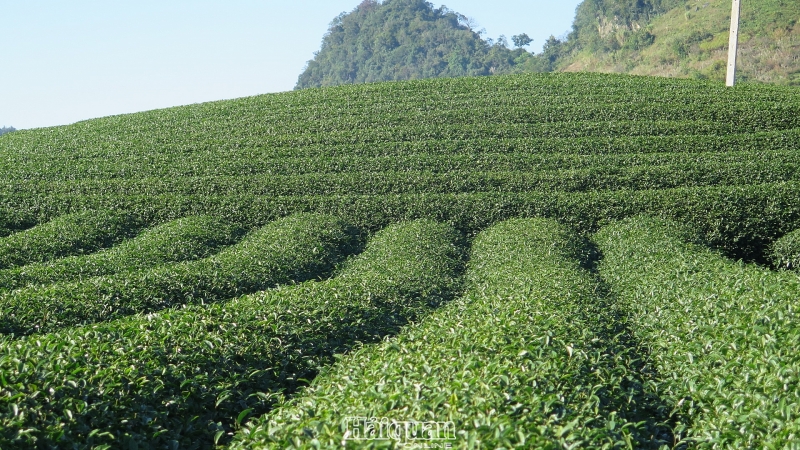 moc chau lung linh sac mau hoa cai hoa man