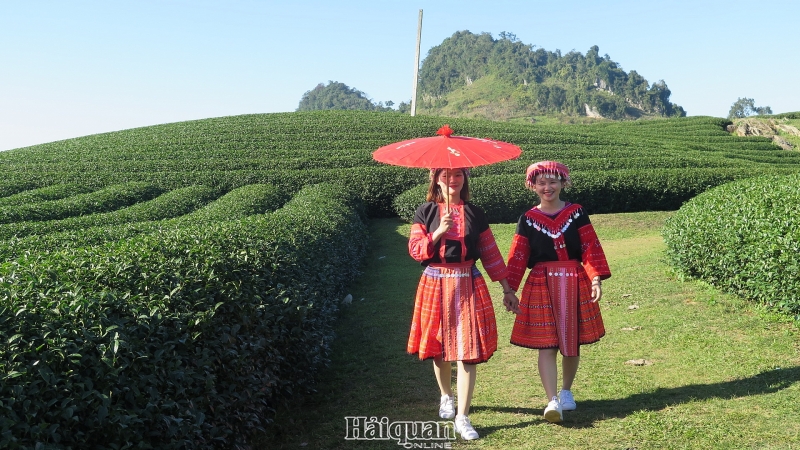 moc chau lung linh sac mau hoa cai hoa man