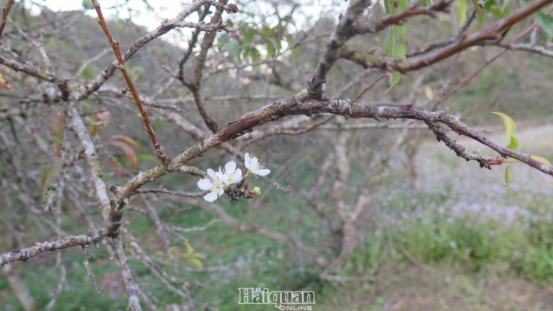 moc chau lung linh sac mau hoa cai hoa man