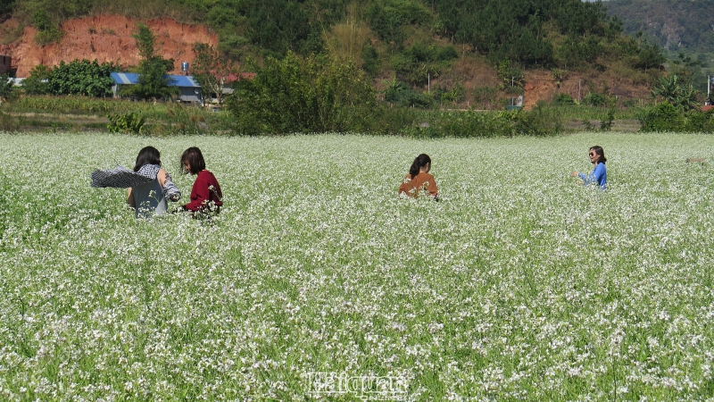 moc chau lung linh sac mau hoa cai hoa man