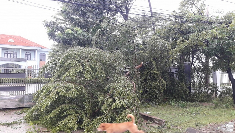 Nhờ phòng chống bão kỹ, các đơn vị Hải quan miền Trung không thiệt hại nhiều