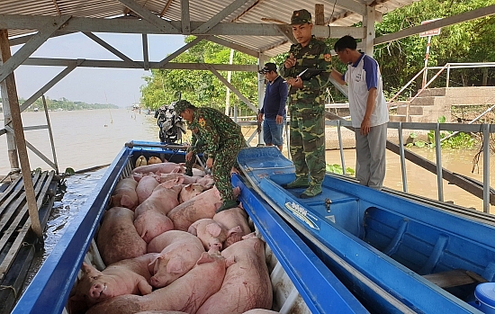 an giang bat tieu huy hon 18 tan lon nhap lau qua bien gioi