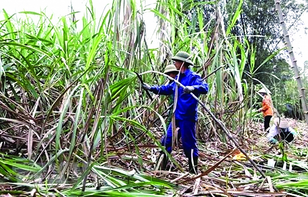 Bà con nông dân thu hoạch mía. 	Ảnh minh họa: TTXVN