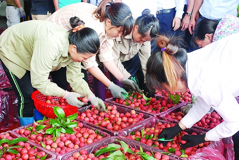 trung quoc duoc mua xuat khau vai thieu nhieu au lo 126212