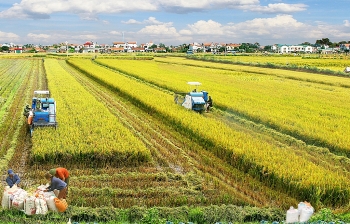 Cần thiết miễn thuế sử dụng đất nông nghiệp