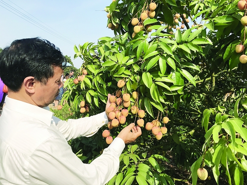 vai thieu viet san sang xuat ngoai