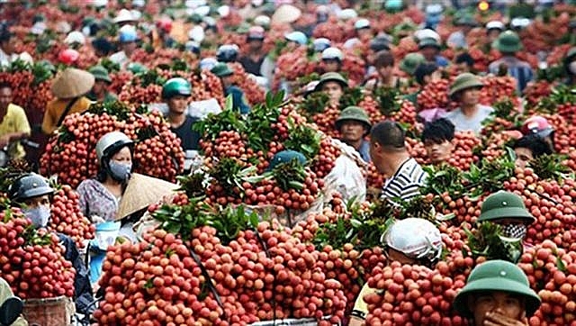 Tránh gây khó cho trái vải