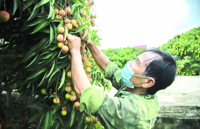 Nông sản Việt “thông đường” sang Trung Quốc