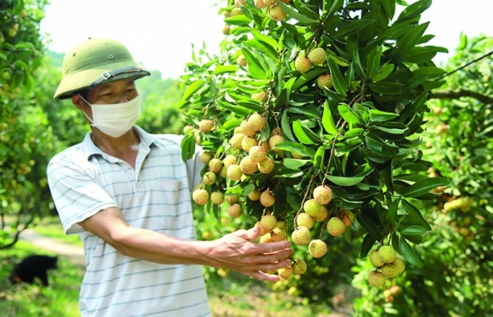 Sẵn sàng đưa vải thiều xuất ngoại