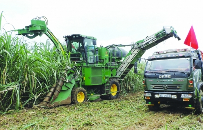 Đường nhập khẩu giảm mạnh,  mía đường trong nước vẫn lao đao