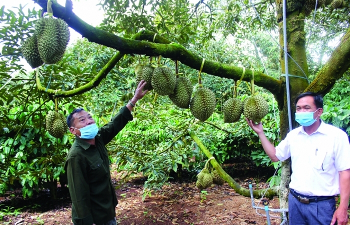 Đáp ứng tốt kiểm tra của Trung Quốc để tăng tốc xuất khẩu sầu riêng