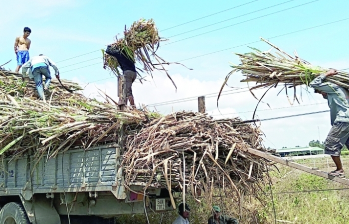 Không "bảo hộ mù quáng" với ngành mía đường