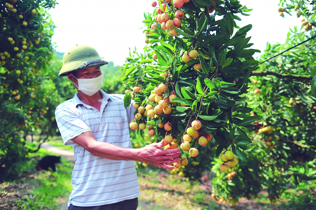 Vải thiều là mặt hàng nông sản tiêu thụ khá thành công nhờ phương thức xúc tiến thương mại trực tuyến cả ở thị trường trong nước lẫn XK . 	Ảnh: N.Thanh