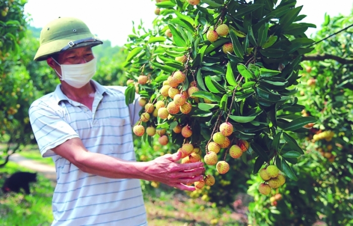 Tăng tốc xuất khẩu nông sản qua thương mại điện tử