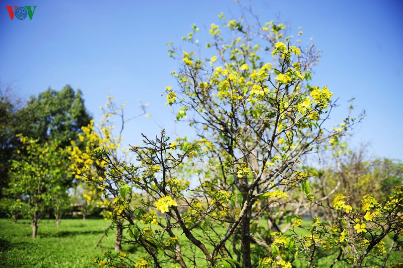 teen hue thich thu chup anh vuon mai vang don tet