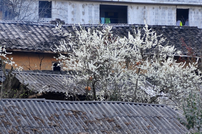 hoa dao man no muon tren ha giang