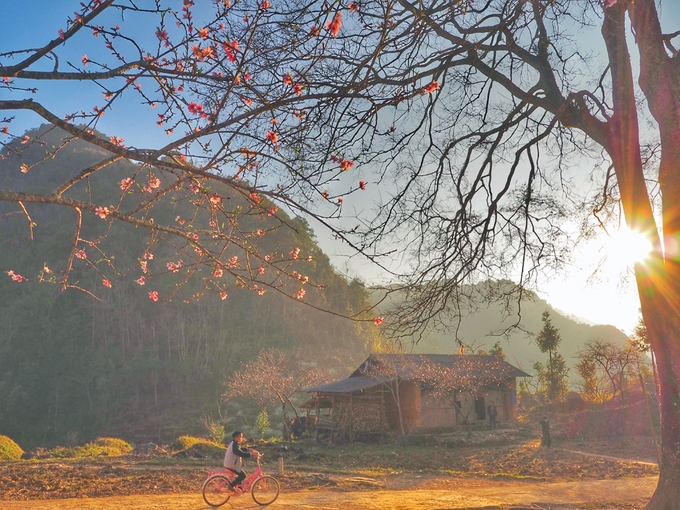 hoa dao man no muon tren ha giang