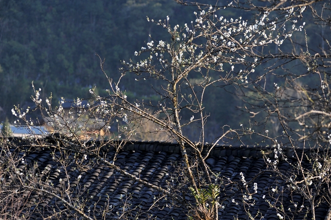 hoa dao man no muon tren ha giang