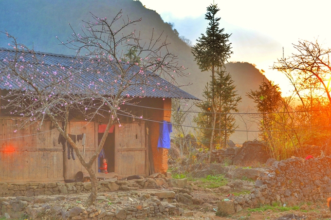 hoa dao man no muon tren ha giang