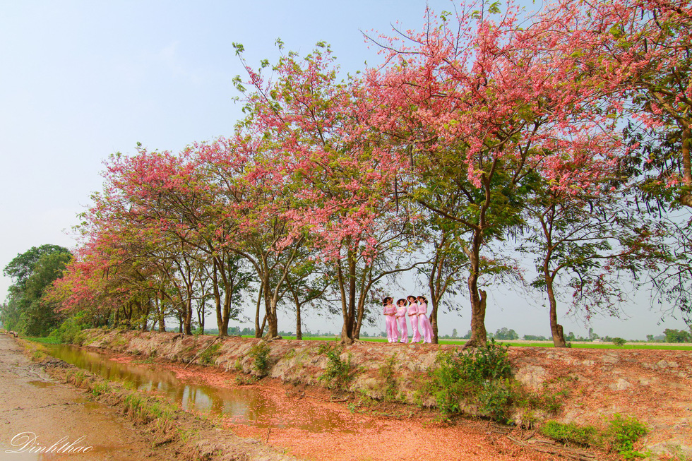 thuong oi la thuong chum bong o moi ruc hong thang 3 mien tay