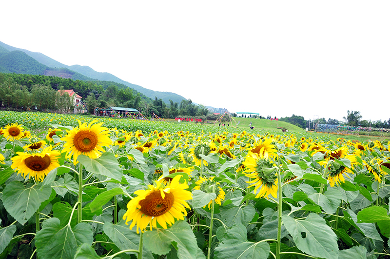 ngan ngo voi huong duong o thien duong hoa quang la