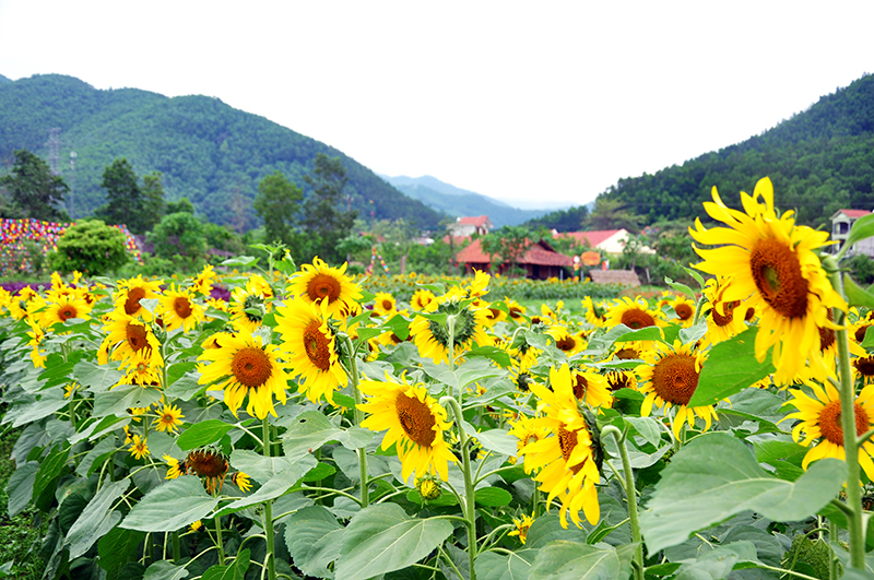 ngan ngo voi huong duong o thien duong hoa quang la