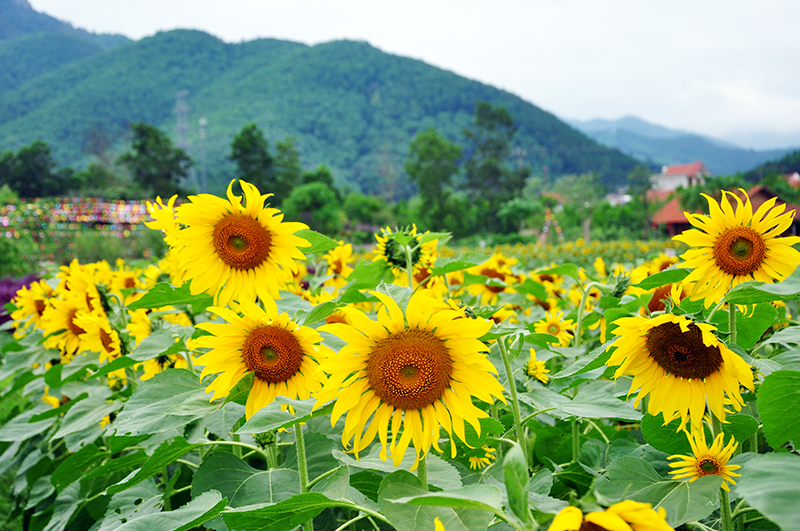 ngan ngo voi huong duong o thien duong hoa quang la