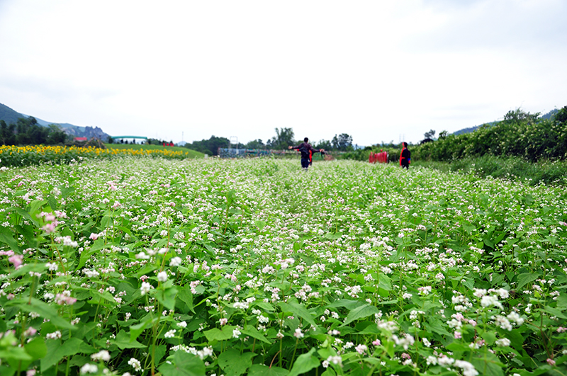 ngan ngo voi huong duong o thien duong hoa quang la